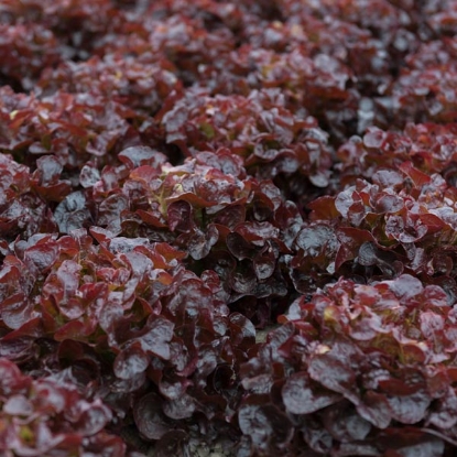 Picture of Lettuce Oakus Pills